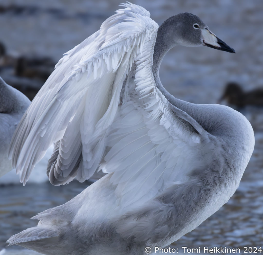 Swan