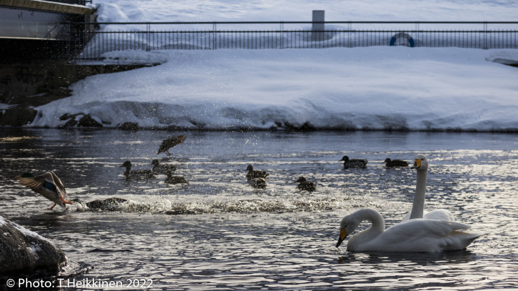 Swans